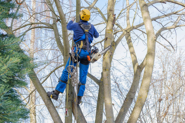 Best Tree Cabling and Bracing  in Metlatla, AK