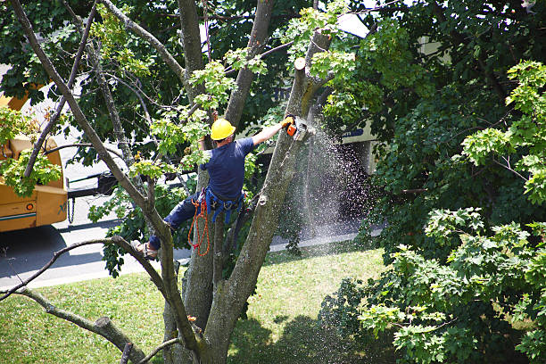 Best Tree Trimming and Pruning  in Metlatla, AK